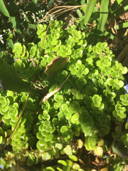 Sedum makinoi