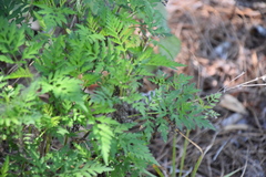 Ambrosia artemisiifolia image