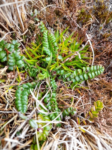 Image of Acaena pumila by (c) Flavien Saboureau, some rights reserved (CC BY)