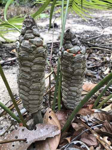 Zamia boliviana (Zamia boliviana)