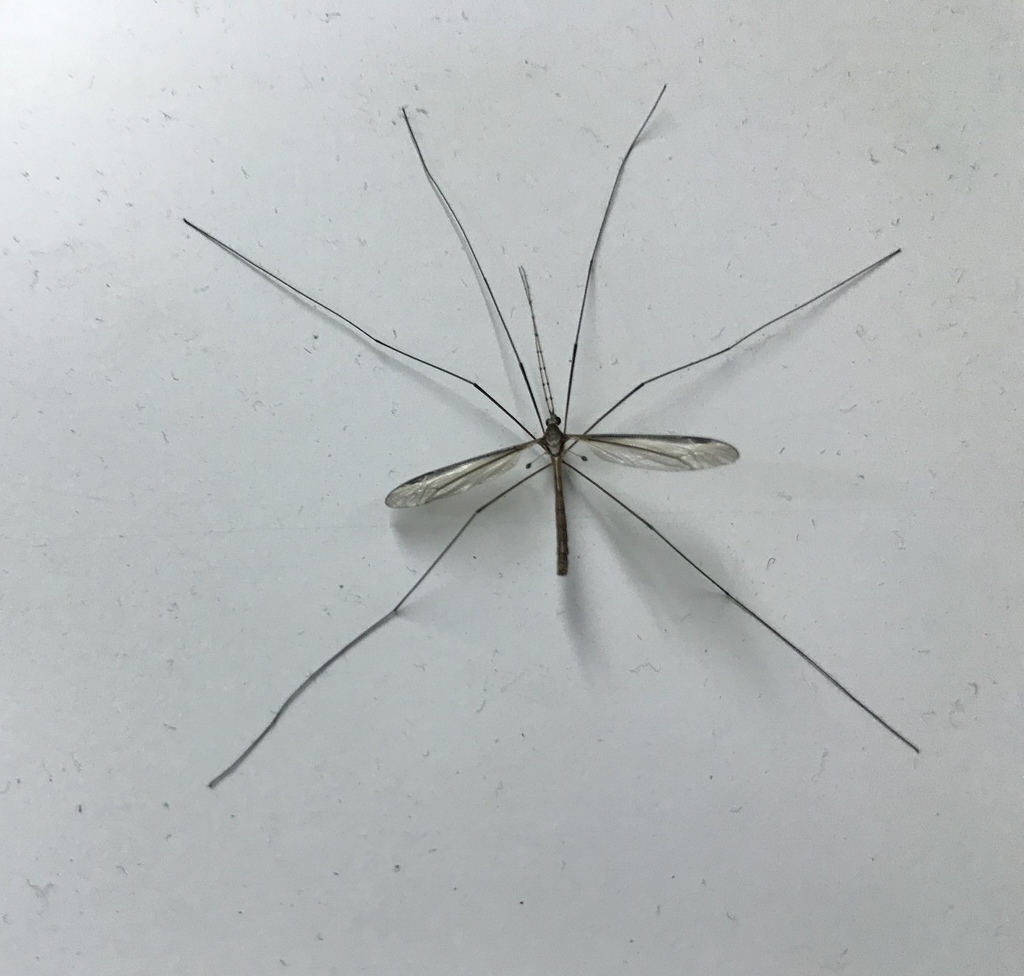 Tipula ludoviciana