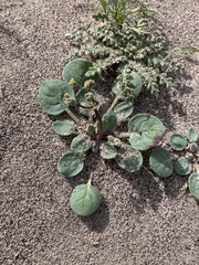 Eriogonum reniforme