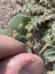 Eriogonum reniforme