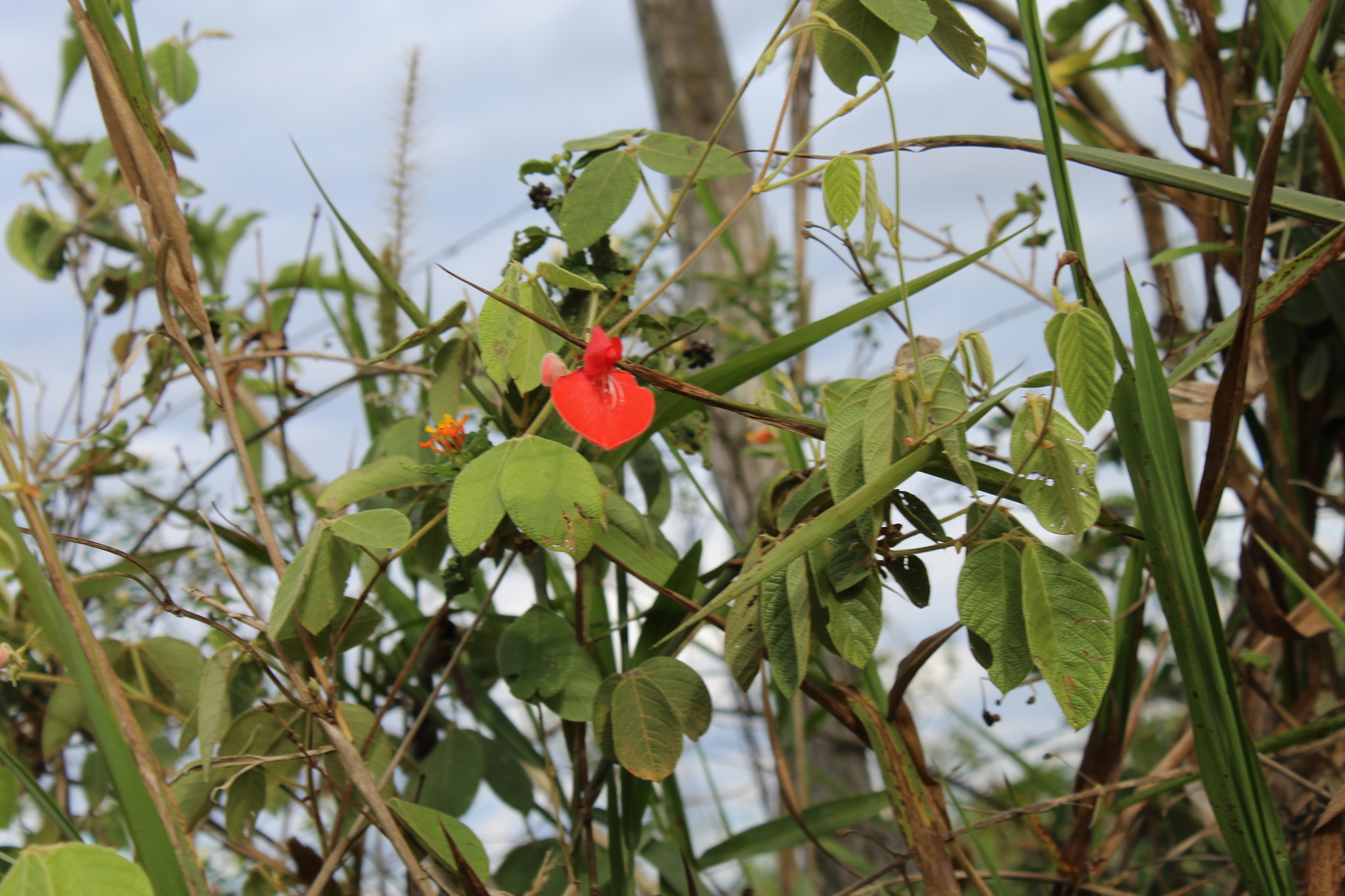 Periandra coccinea