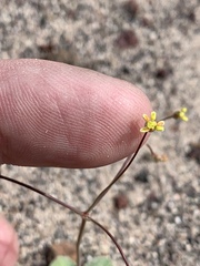 Eriogonum reniforme