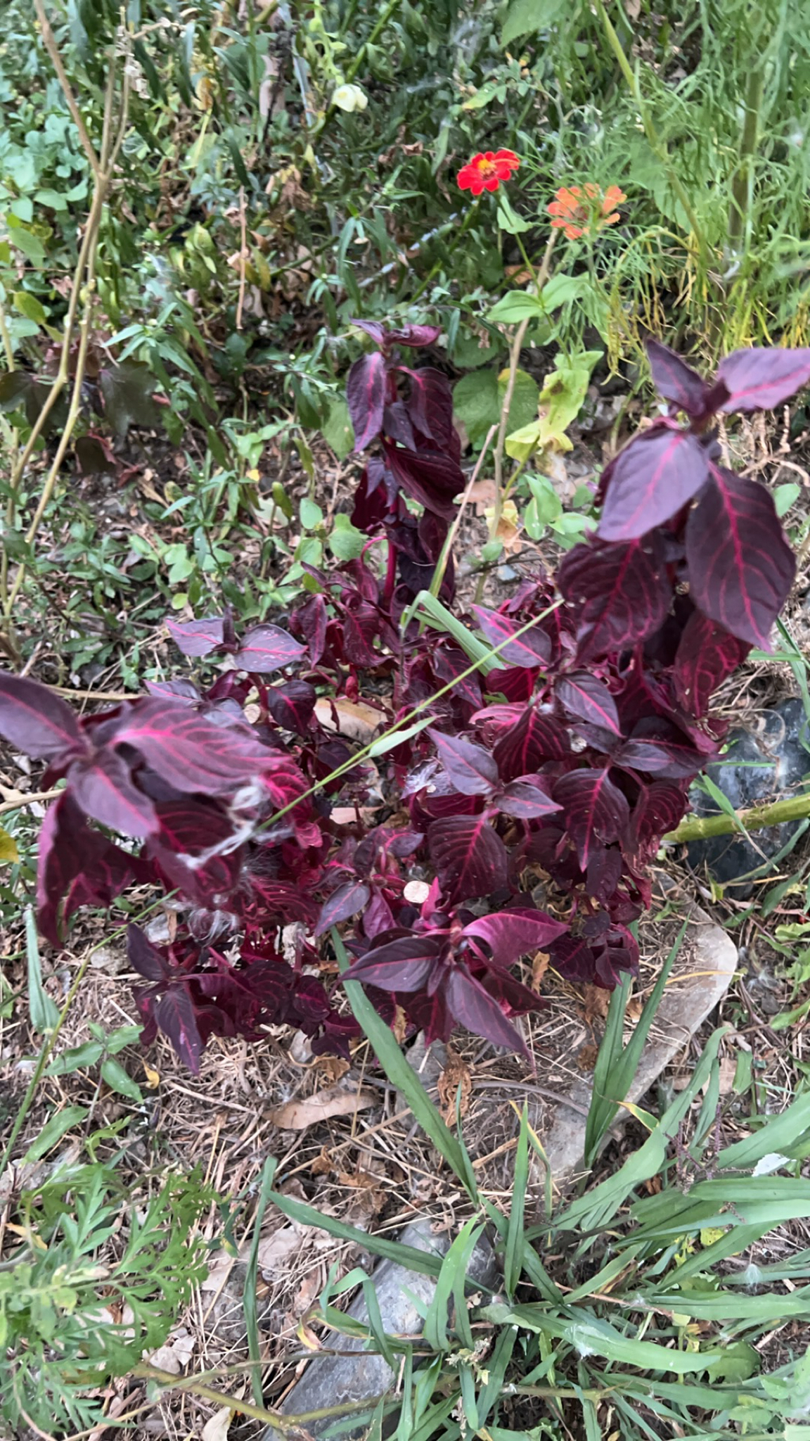 Iresine diffusa image