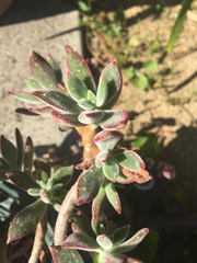 Echeveria pulvinata