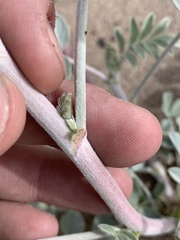 Astragalus lentiginosus variabilis