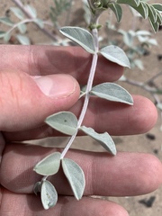 Astragalus lentiginosus variabilis