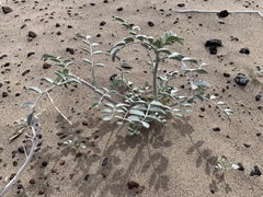Astragalus lentiginosus variabilis