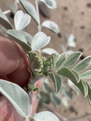 Astragalus lentiginosus variabilis