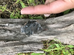 Blarina carolinensis