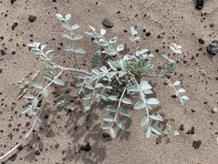 Astragalus lentiginosus variabilis