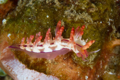 Coryphellina