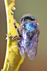 Osmia ribifloris ribifloris