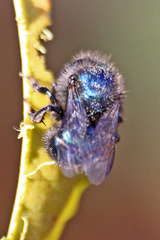 Osmia ribifloris ribifloris