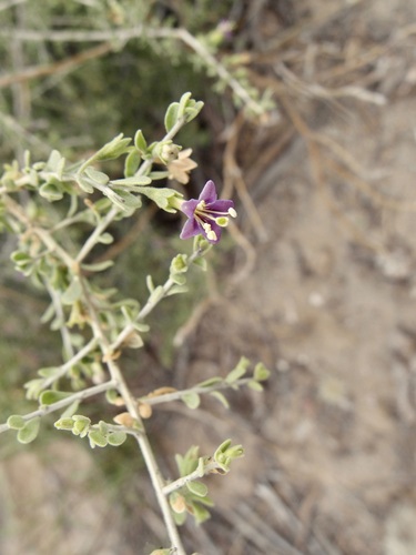 Image of Lycium parishii by (c) Sue Carnahan, some rights reserved (CC BY)