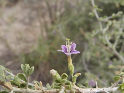 Image of Lycium parishii by (c) Sue Carnahan, some rights reserved (CC BY)