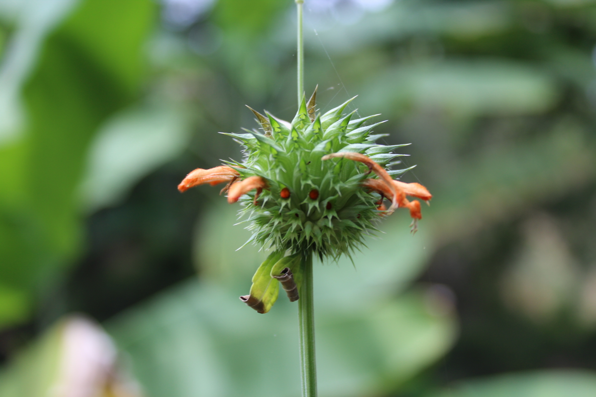 Leonotis nepetifolia