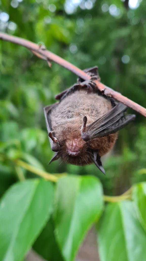 Chilean Myotis In December 2023 By Hugo Mu Oz INaturalist   Large 