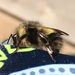 Sitka Bumble Bee - Photo (c) Nancy, some rights reserved (CC BY-NC)
