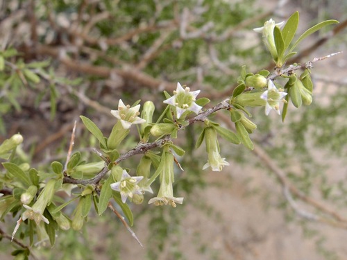 Desert Wolfberry (Lycium macrodon)