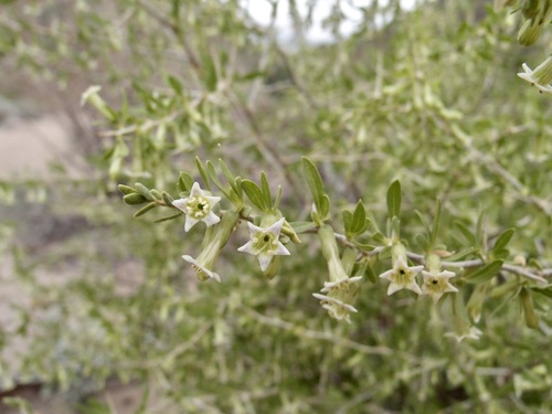 Image of Lycium macrodon by (c) Sue Carnahan, some rights reserved (CC BY)