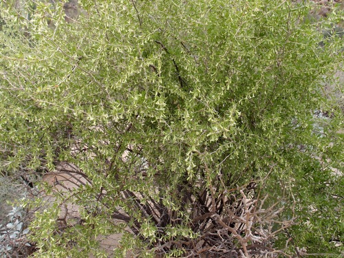 Image of Lycium macrodon by (c) Sue Carnahan, some rights reserved (CC BY)