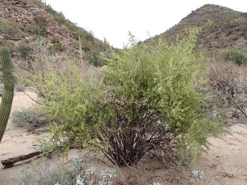 Image of Lycium macrodon by (c) Sue Carnahan, some rights reserved (CC BY)