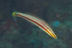 Hologymnosus doliatus