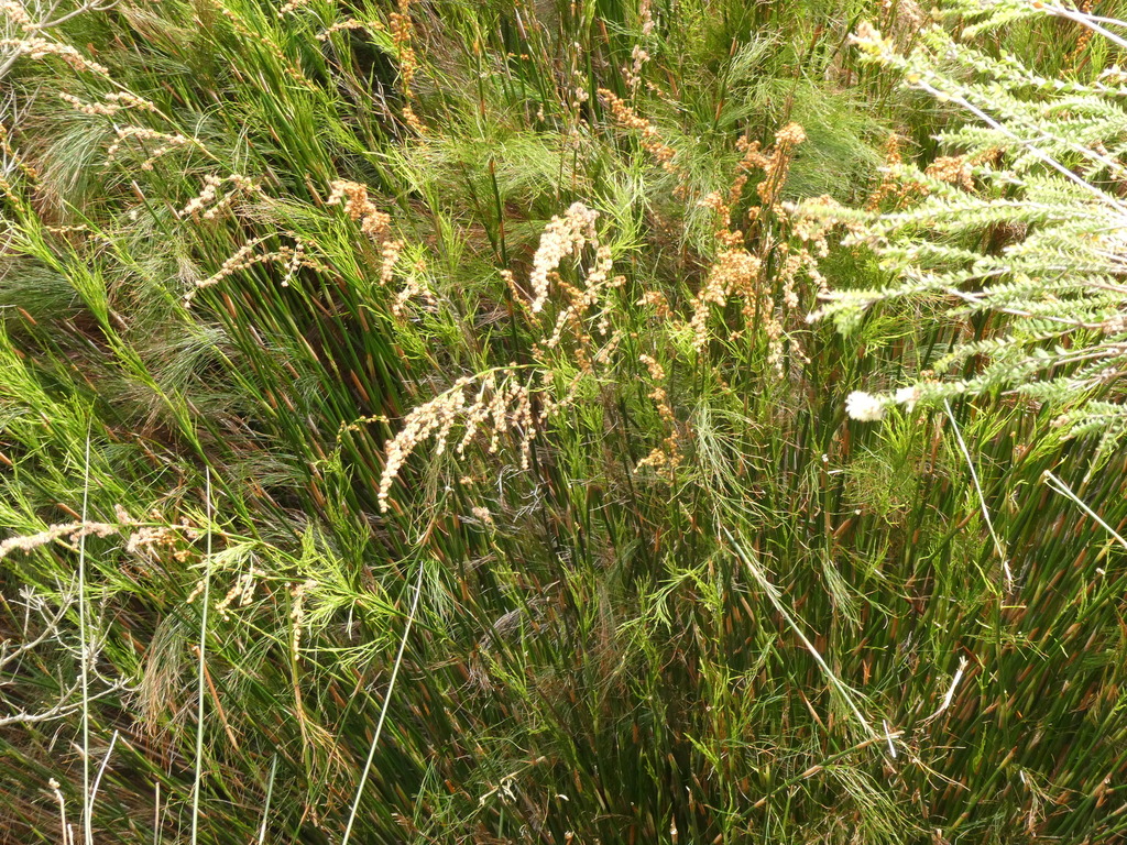 tassel cord-rush from Surprise Bay TAS 7256, Australia on December 5 ...