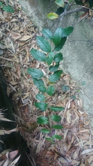 Heliotropium sarmentosum