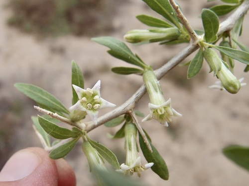 Image of Lycium macrodon by (c) Sue Carnahan, some rights reserved (CC BY)