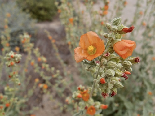 Sphaeralcea emoryi, photograph 4