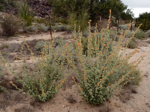 Sphaeralcea emoryi, photograph 5