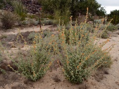(c) Sue Carnahan, some rights reserved (CC BY) Sphaeralcea emoryi, photograph (c) Sue Carnahan, some rights reserved (CC BY)
