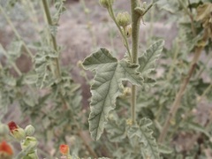 Sphaeralcea emoryi, photograph (c) Sue Carnahan, some rights reserved (CC BY)