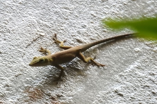 Cuban Green Anole, Anolis porcatus