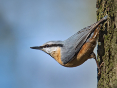 Eurasian Nuthatch photo 5