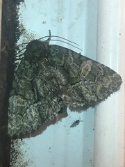 Phosphila miselioides