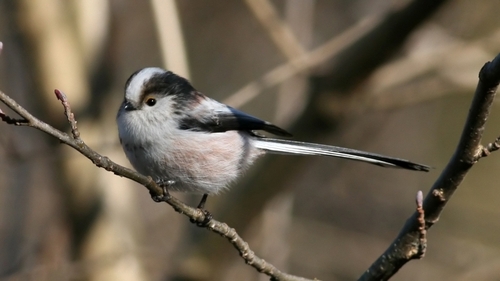 Foto de Long-tailed Tit