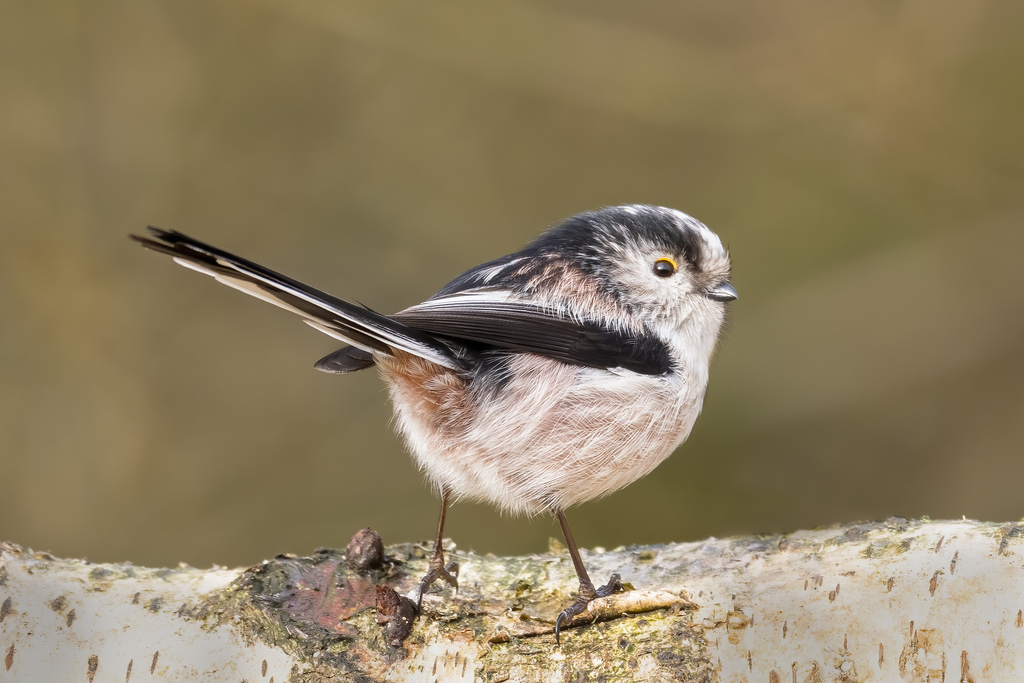 Foto de Long-tailed Tit