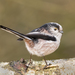 Long-tailed Tit - Photo (c) caroline legg, some rights reserved (CC BY)