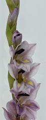 Gladiolus densiflorus
