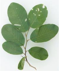 Annona senegalensis senegalensis