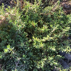 Suaeda novae-zelandiae
