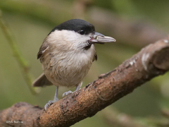 Marsh Tit photo 4