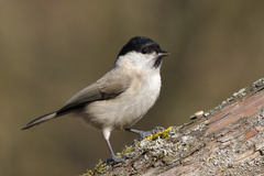 Marsh Tit photo 2