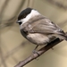 Marsh Tit - Photo (c) Ken Billington, some rights reserved (CC BY-SA)