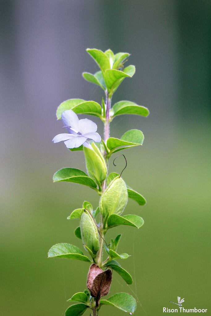 Barleria mysorensis